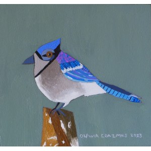 Olivia Erazmus, Blue Jay