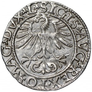 Zygmunt II August, Półgrosz 1561 Wilno - L/LITV