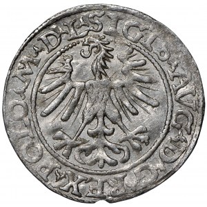 Zygmunt II August, Półgrosz 1563 Wilno - L/LITV