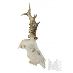 Skull of a Deer with Horns