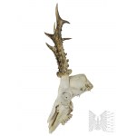 Skull of a Deer with Horns