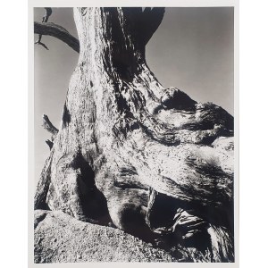Edward Weston, Cypřiš, Pebble Beach, Kalifornie, 1932 - 1987