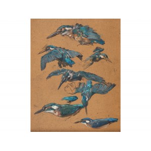 Alexander Pock, Znojmo 1871 - Vienna 1950, Kingfisher studies