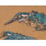Alexander Pock, Znojmo 1871 - Vienna 1950, Kingfisher studies