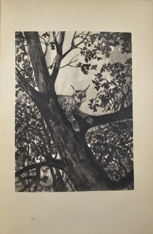 Weyssenhoff Józef - Puszcza. Romanzo con 10 illustrazioni di Kamil Mackiewicz. Varsavia 1930 Nakł. Gebethner & Wolff.