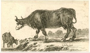 Bella Stefano della (1610-1664) - Krávy