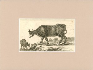 Bella Stefano della (1610-1664) - Cows