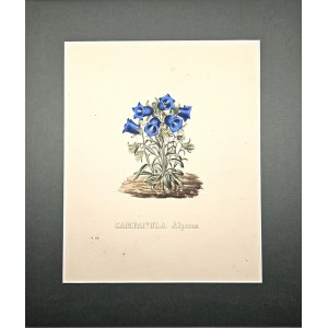 Pierre Corneille Van Geel - Campanula Alpina [Campanule des Alpes]. 1832.
