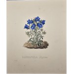 Pierre Corneille Van Geel - Campanula Alpina [Campanule des Alpes]. 1832.