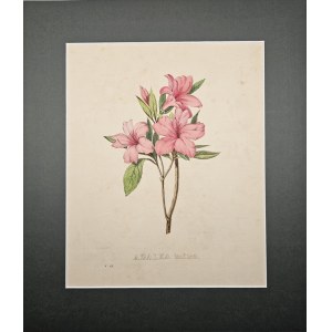 Pierre Corneille Van Geel - Azalea indica [Azalea], 1832.