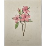 Pierre Corneille Van Geel - Azalea indica [Azalea], 1832.