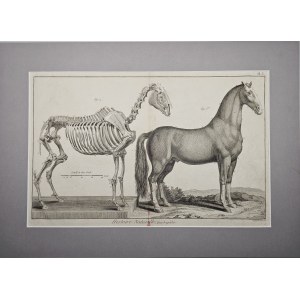 Benard - Anatomie d'un cheval, vers 1830.