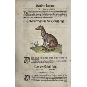 Gesner Konrad - Felis Zibethi. 1563 r.