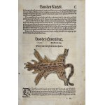 Gesner Konrad - Felis Zibethi. 1563 r.