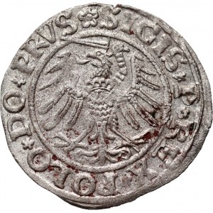 Sigismond Ier le Vieux, shilling 1531, Elbląg