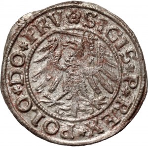 Zygmunt I the Old, shill 1531, Elbląg