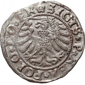 Žigmund I. Starý, šiling 1531, Elbląg