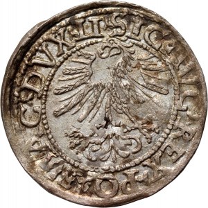 Sigismondo II Augusto, mezzo penny 1562, Vilnius