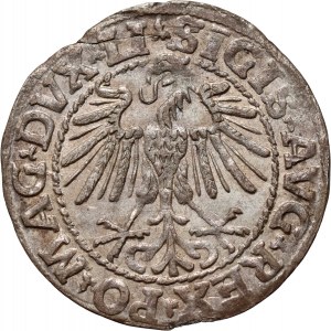 Sigismund II. Augustus, halber Pfennig 1548, Vilnius