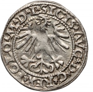 Sigismund II. Augustus, halber Pfennig 1563, Vilnius, kleine Verfolgung