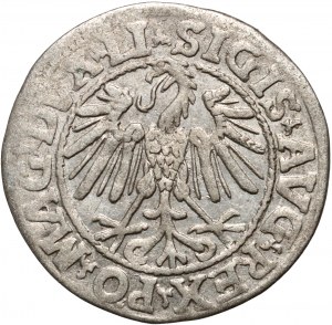 Sigismund II. Augustus, halber Pfennig 1546, Vilnius, gesenkter Schwanz des Pogons