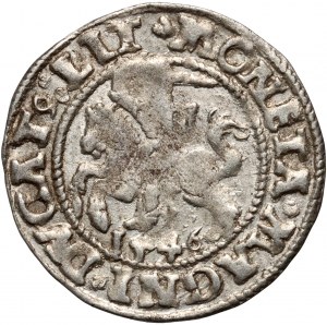 Sigismund II Augustus, halber Pfennig 1546, Vilnius, erhobener Schwanz des Pogon