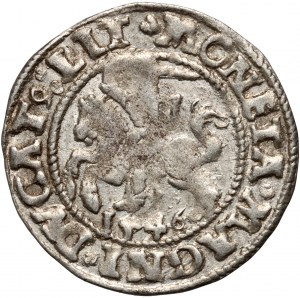 Sigismondo II Augusto, mezzo penny 1546, Vilnius, coda alzata di Pogon
