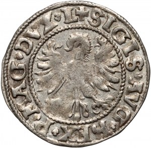 Zikmund II August, půlpenny 1546, Vilnius, zvednutý ocas Pogona