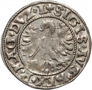 Sigismond II Auguste, demi-penny 1546, Vilnius, queue relevée de Pogon