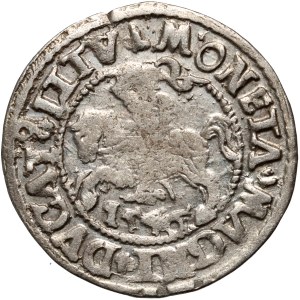 Sigismund II. Augustus, halber Pfennig 1546, Vilnius, gesenkter Schwanz des Pogons