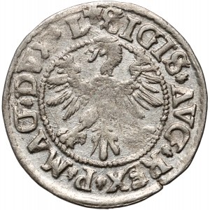 Sigismund II August, half-gross 1546, Vilnius, lowered tail of the Pogoń