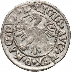 Sigismund II. Augustus, halber Pfennig 1546, Vilnius, gesenkter Schwanz des Pogons