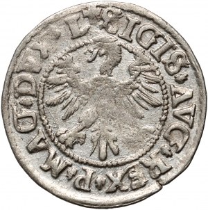 Sigismondo II Augusto, mezzo penny 1546, Vilnius, coda abbassata del Pogone