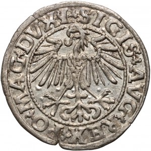 Sigismund II. Augustus, halber Pfennig 1549, Vilnius