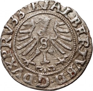 Prusy Książęce, Albrecht Hohenzollern, szeląg 1557, Królewiec