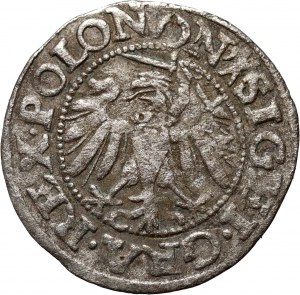 Sigismond Ier le Vieux, shilling 1538, Gdansk