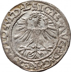 Sigismund II Augustus, half-penny 1565, Vilnius