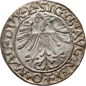 Sigismund II Augustus, half-penny 1563, Vilnius