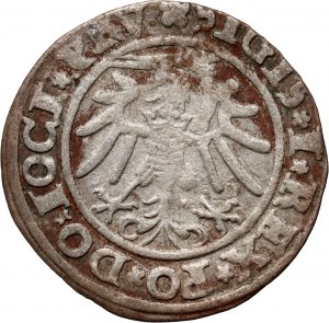 Sigismund I. der Alte, Pfennig 1534, Elbląg