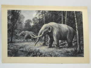 Adam Werka - Palaeoloxodon antiquus II