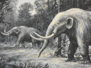 Adam Werka - Palaeoloxodon antiquus II
