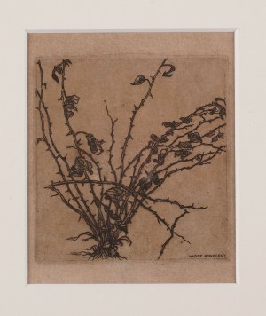 [print] KONIECZNY Włodzimierz - Krzew róży [etching 1909].