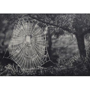 Janusz BULHAK (1906-1977), A web on a pine tree