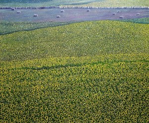 JACEK MALINOWSKI, GIRASOLI TOSCANI (TOSKAŃSKIE SŁONECZNIKI), 2018