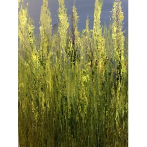 Izabela Drzewiecka, Golden Grasses