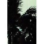 Pawel Kaluzynski (b. 1979, Warsaw), Palms, 2016