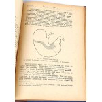 PRAWOCHEŃSKI- POCHODZENIE, POKRÓJ I RASY KONI; HODOWLA, WYCHÓW I UŻYTKOWANIE KONI1922