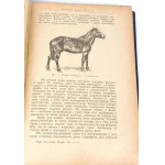 PRAWOCHEŃSKI- POCHODZENIE, POKRÓJ I RASY KONI; HODOWLA, WYCHÓW I UŻYTKOWANIE KONI1922