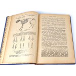 PRAWOCHEŃSKI- POCHODZENIE, POKRÓJ I RASY KONI; HODOWLA, WYCHÓW I UŻYTKOWANIE KONI1922