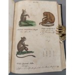 LÜBEN August - VOLLSTÄNDIGE NATURGESCHICHTE DER SÄUGETHIERE/ COMPLETE NATURAL HISTORY OF ANIMALS Eilenburg 1848